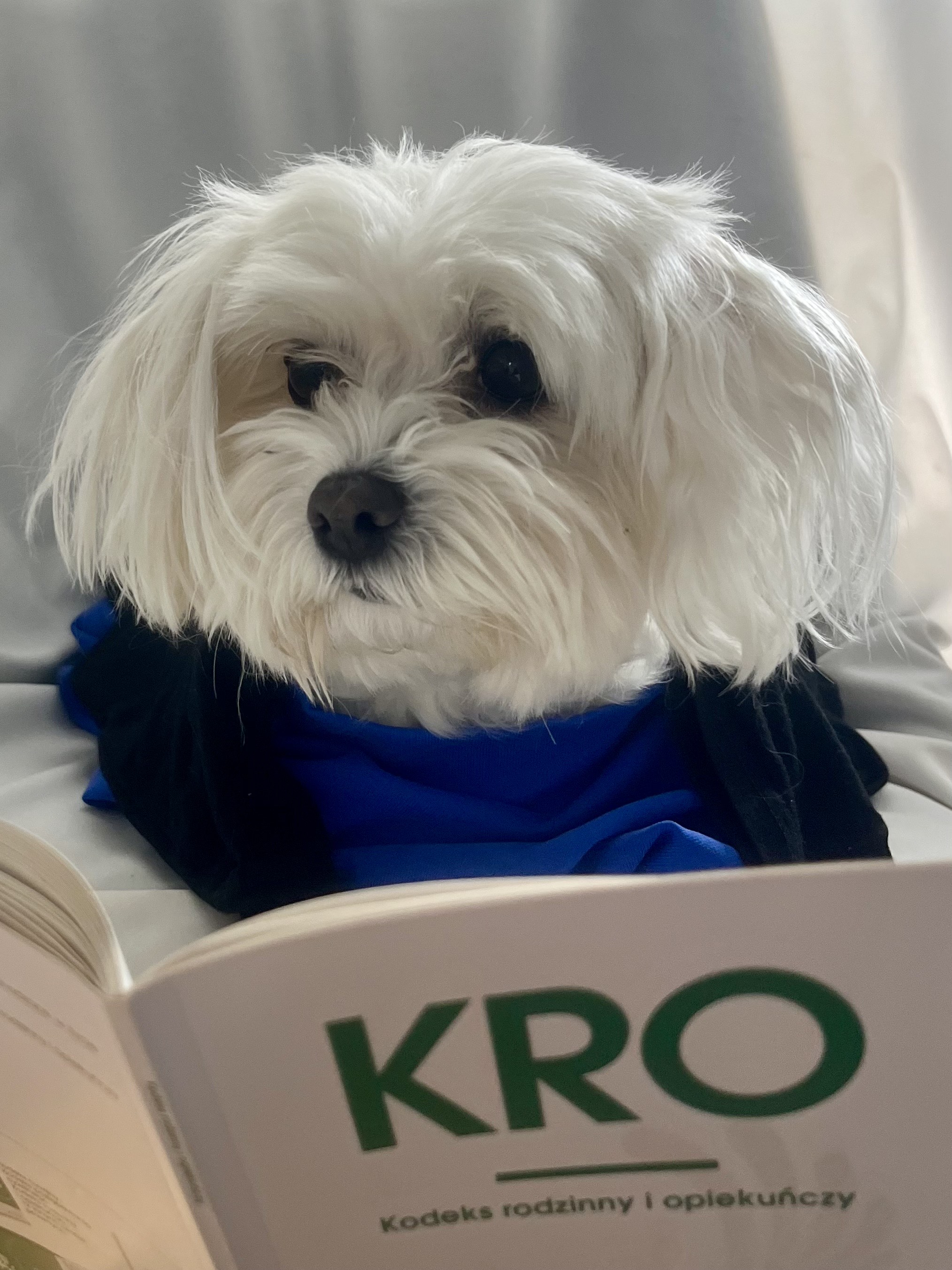 Wyróżnienie_IV_r. pr. Anna Malczewska.jpeg